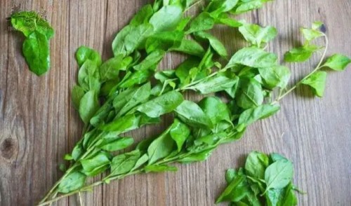 枸杞葉