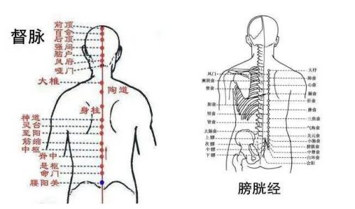 督脈和膀胱經(jīng)經(jīng)絡(luò)圖
