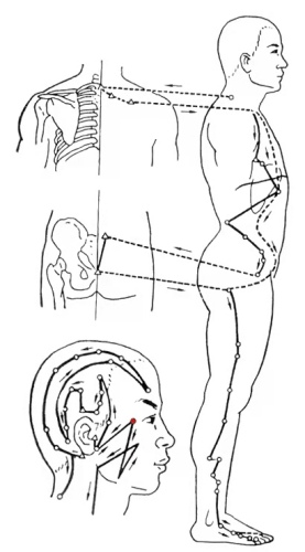 膽經(jīng)經(jīng)絡(luò)圖