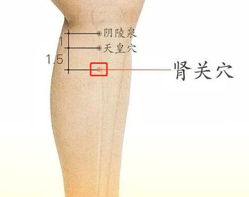 腎關(guān)穴位置